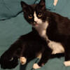 myerscat32
